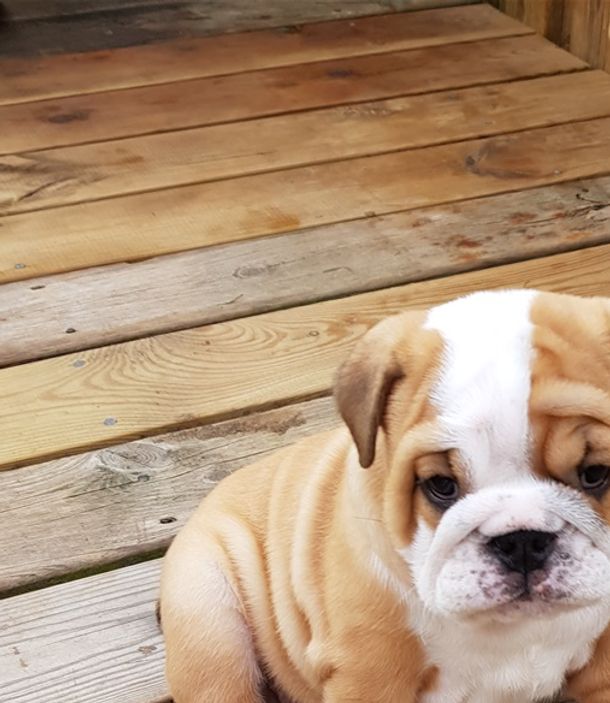 Brynja er datter af Nala og fra d.2 August- 21