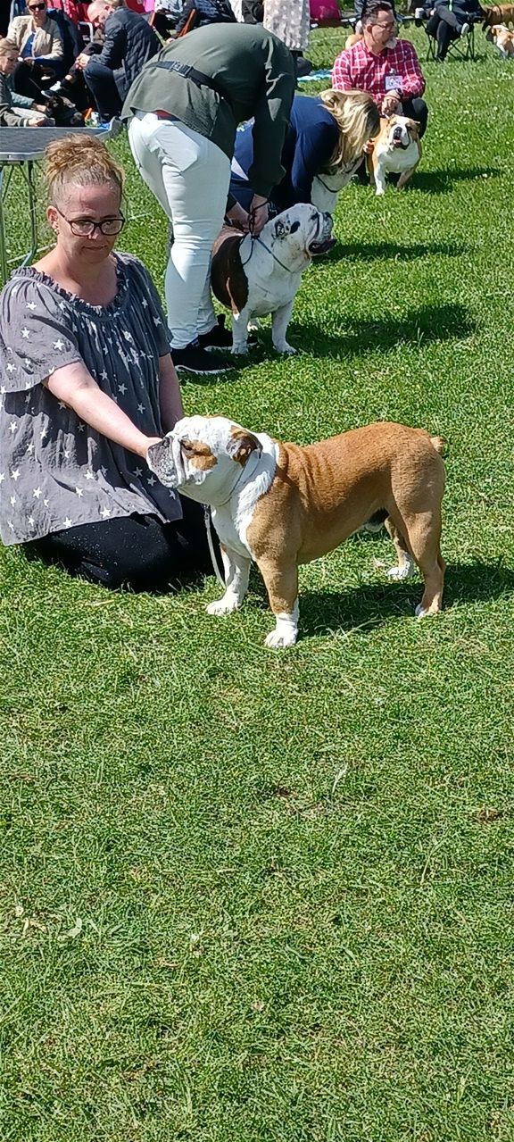 Little Amee Benny 💙 International udstilling i Roskilde d.15.5.2022
